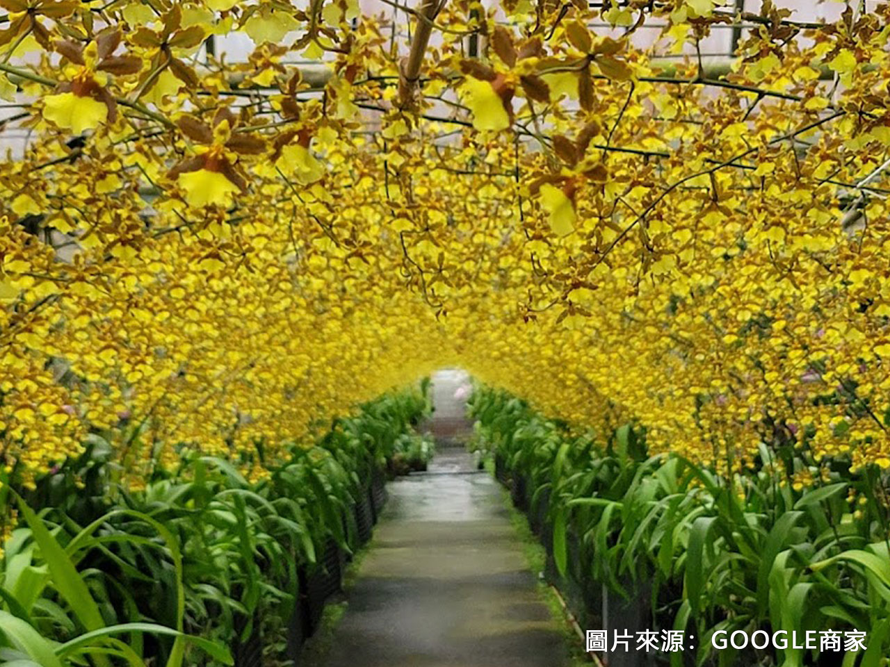 金雙甡花卉農場